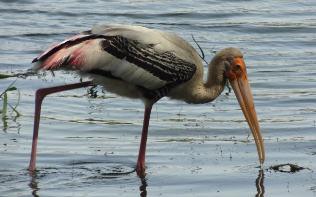 Обои картинки фото животные, птицы, птица, ноги, клюв, вода