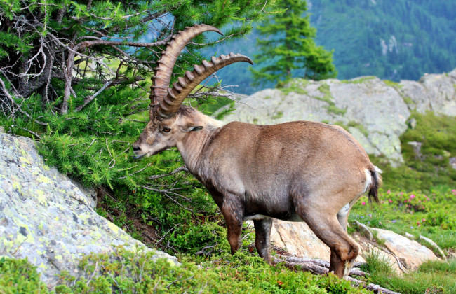 Обои картинки фото животные, козы, трава, козерог, рога, луг, горы