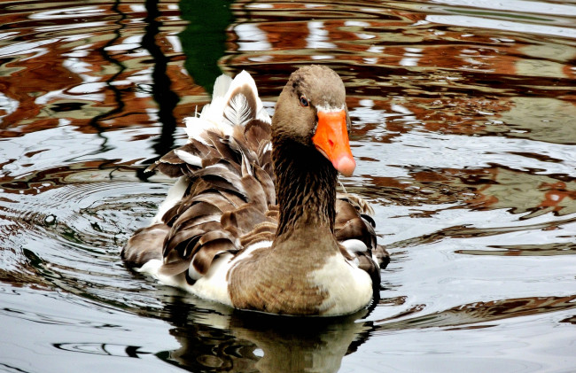 Обои картинки фото животные, утки, вода, утка