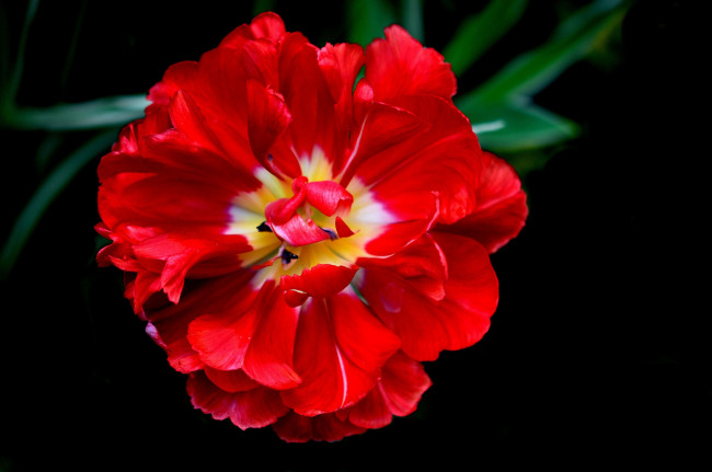 Обои картинки фото цветы, тюльпаны, макро, лепестки