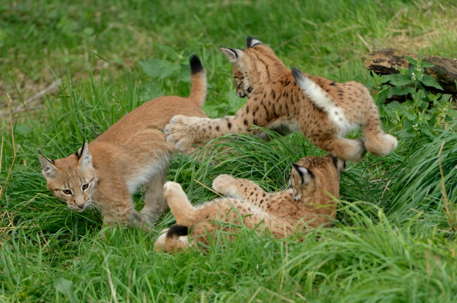 Обои картинки фото животные, рыси, игра, евразийская, рысь, трио