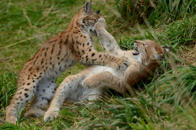 Обои картинки фото животные, рыси, игра, евразийская, рысь