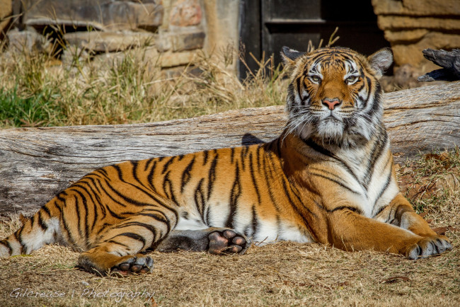 Обои картинки фото животные, тигры, тигр, отдых