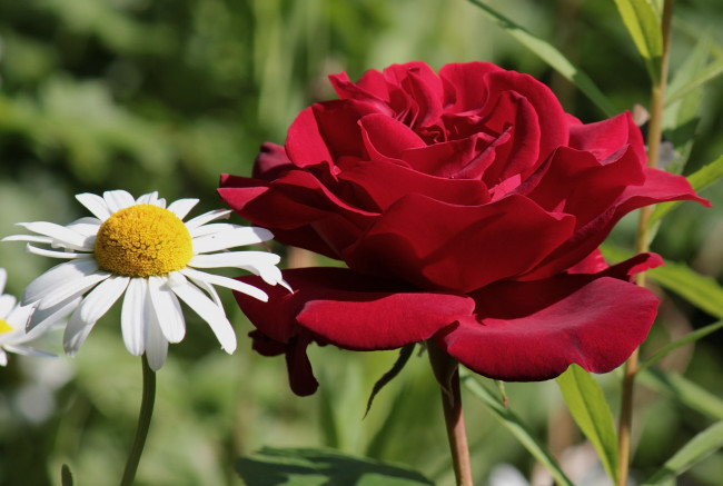 Обои картинки фото цветы, разные, вместе, роза, ромашка, дуэт, лепестки