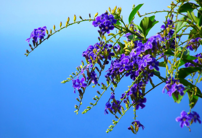 Обои картинки фото цветы, дуранта, фиолетовый