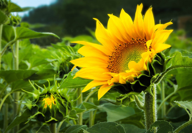 Обои картинки фото цветы, подсолнухи, желтый