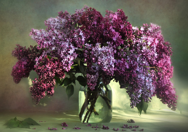 Обои картинки фото цветы, сирень, букет