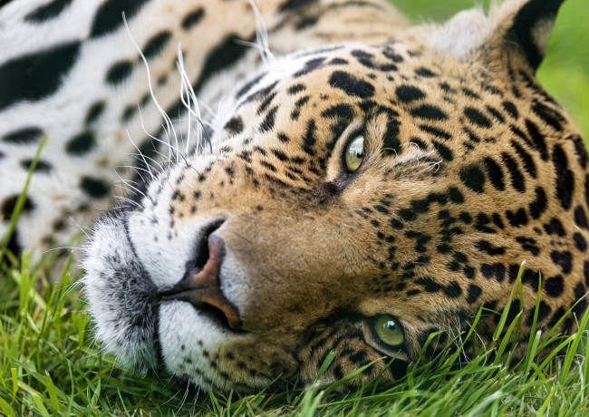 Обои картинки фото животные, Ягуары, морда