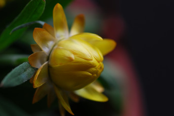 Картинка цветы бессмертник цветение immortelle