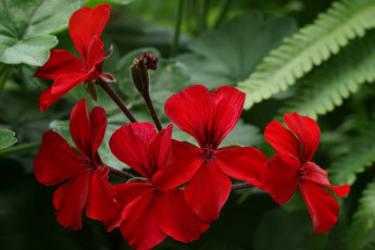 Картинка цветы герань красная цветение
