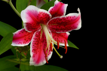 Картинка цветы лилии +лилейники лилия розовая бутоны цветение