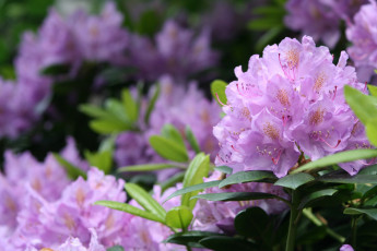 Картинка цветы рододендроны+ азалии азалия ветка листья