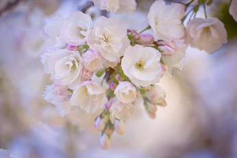 Картинка цветы цветущие+деревья+ +кустарники дерево ветки листья