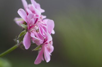 Картинка цветы герань