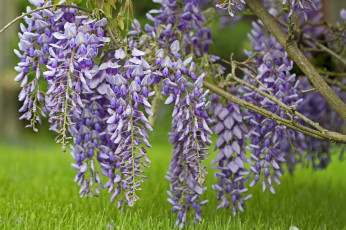 Картинка цветы глициния цветение