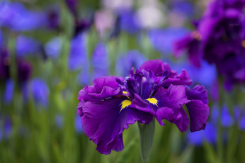 Картинка цветы ирисы цветение