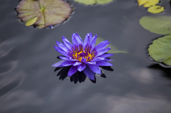 Картинка цветы лилии +лилейники листья водяные