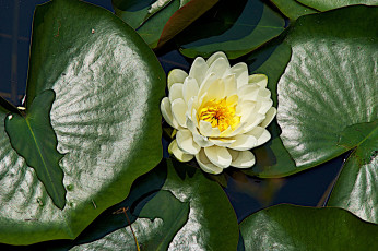 Картинка цветы лилии+водяные +нимфеи +кувшинки вода листья водяная лилия