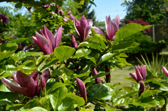 Картинка цветы магнолии магнолия бутоны цветение