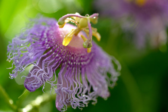 Картинка цветы пассифлора passiflora цветение