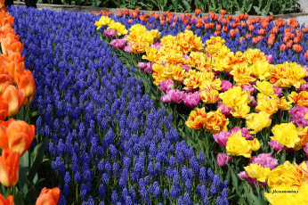 Картинка цветы разные+вместе красные желтые тюльпаны