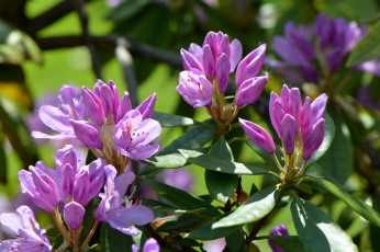 Картинка цветы рододендроны+ азалии листья ветка азалия