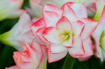 Картинка цветы амариллисы +гиппеаструмы гиппеаструмы