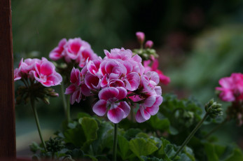 Картинка цветы герань листья