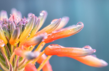 Картинка цветы капли роса бутоны макро