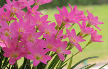 Картинка цветы розовые