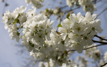 Картинка цветы цветущие+деревья+ +кустарники ветка