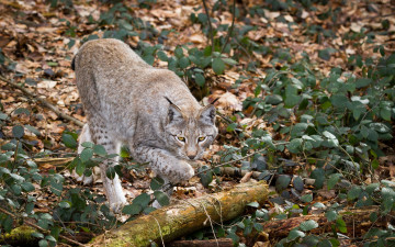 Картинка животные рыси рысь кошка ветки листья бревно