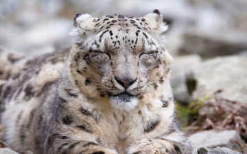 Картинка животные снежный+барс+ ирбис снежный барс кошка морда