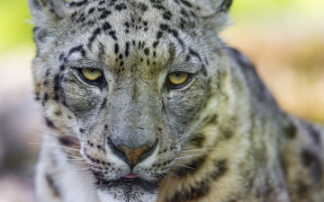 Картинка животные снежный+барс+ ирбис снежный барс кошка морда взгляд