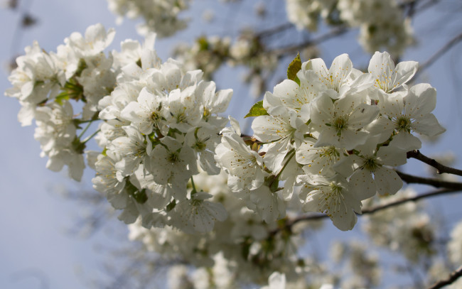 Обои картинки фото цветы, цветущие деревья ,  кустарники, ветка