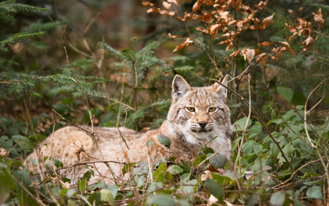 Обои картинки фото животные, рыси, рысь, кошка, ветки, листья