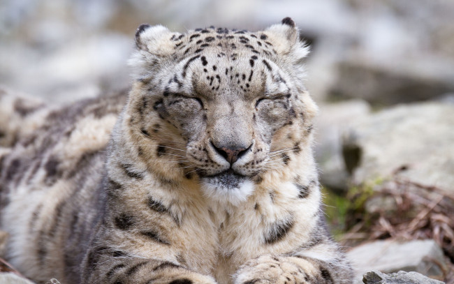 Обои картинки фото животные, снежный барс , ирбис, снежный, барс, кошка, морда