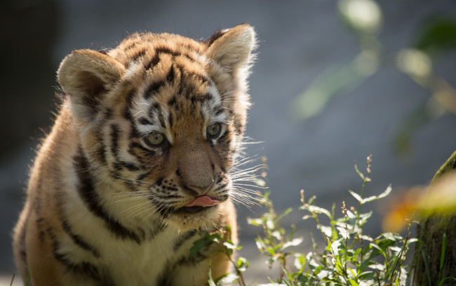 Обои картинки фото животные, тигры, тигр, амурский, кошка, котёнок, детёныш, листья