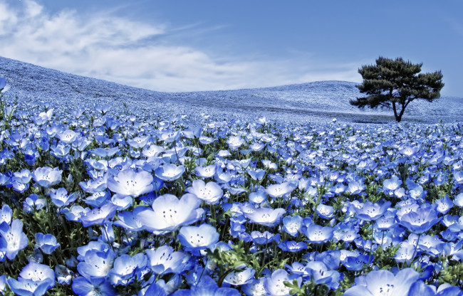 Обои картинки фото цветы, немофилы,  вероники, вероники