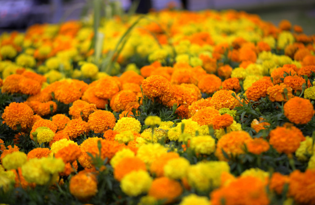 Обои картинки фото цветы, бархатцы, клумба