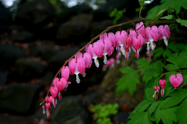 Обои картинки фото цветы, дицентра , разбитое сердце, разбитое, сердце, цветение