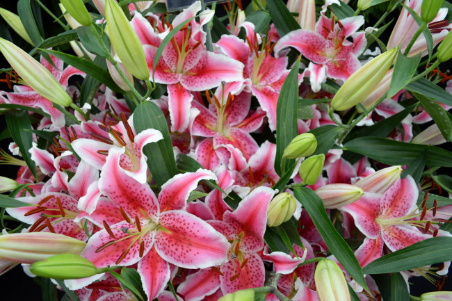 Обои картинки фото цветы, лилии,  лилейники, buds, pink, blooms, цветение, бутоны, розовые, lily