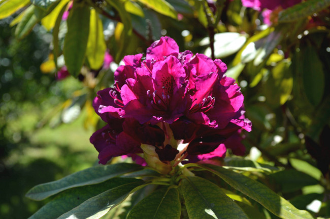 Обои картинки фото цветы, рододендроны , азалии, азалия, листья, ветка