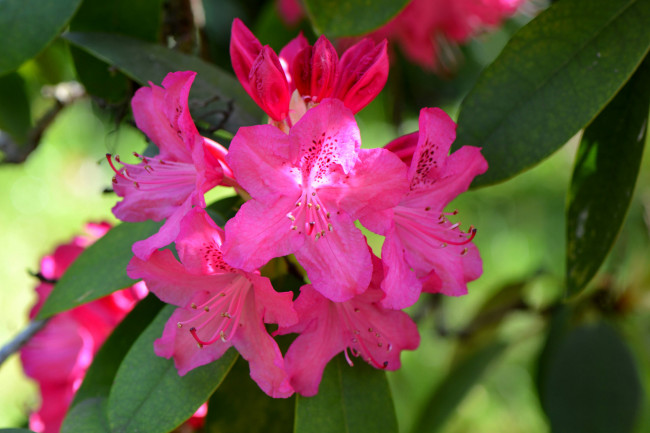 Обои картинки фото цветы, рододендроны , азалии, листья, ветка, азалия
