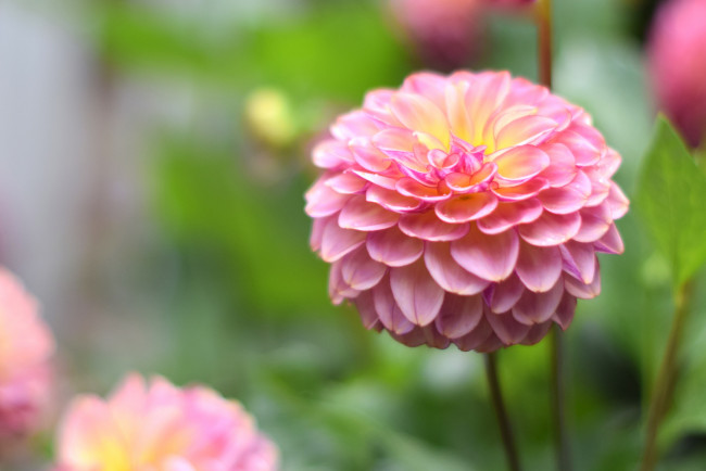 Обои картинки фото цветы, георгины, георгин, цветение