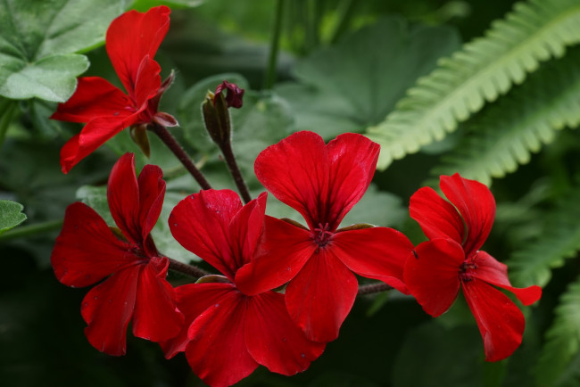 Обои картинки фото цветы, герань, красная, цветение