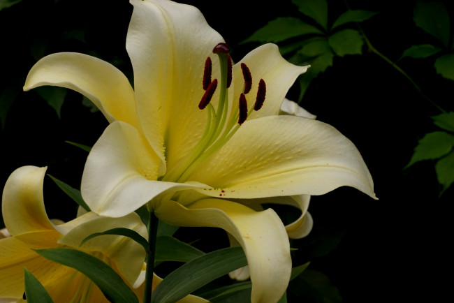 Обои картинки фото цветы, лилии,  лилейники, лилия, бутоны, цветение