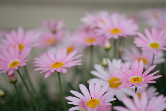 Обои картинки фото цветы, маргаритки, маргеритки, цветение