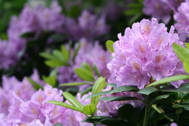 Обои картинки фото цветы, рододендроны , азалии, азалия, ветка, листья