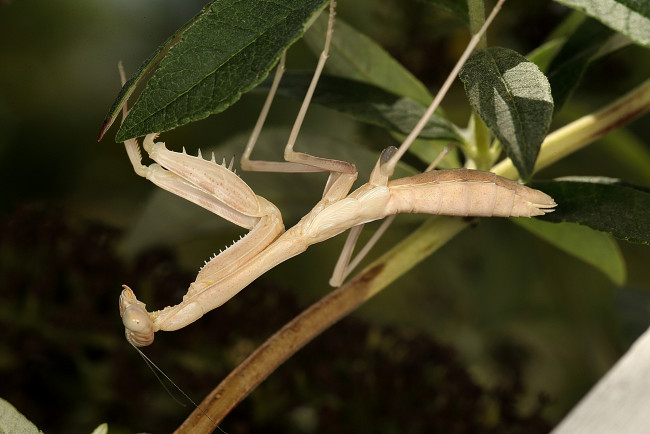 Обои картинки фото животные, богомолы, богомол, насекомое, бежевый